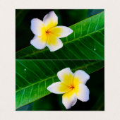 Plumeria Visitekaartje (Buitenkant ongevouwen)
