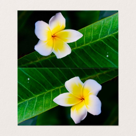 Plumeria Visitekaartje (Buitenkant ongevouwen)