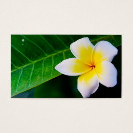 plumeria visitekaartje