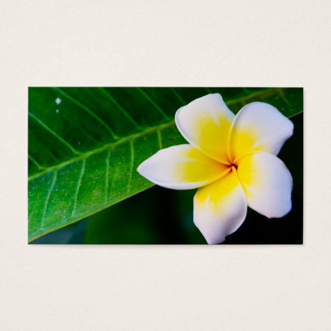 plumeria visitekaartje (Voorkant)