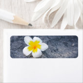 Plumeria's Etiket (Insitu)