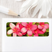 Plumeria's Etiket (Insitu)