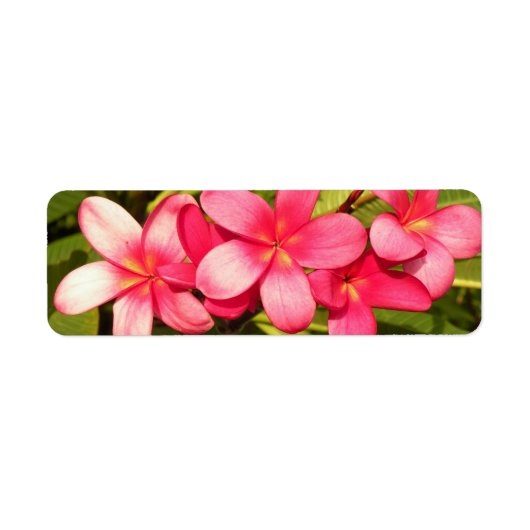 Plumeria's Etiket (Voorkant)