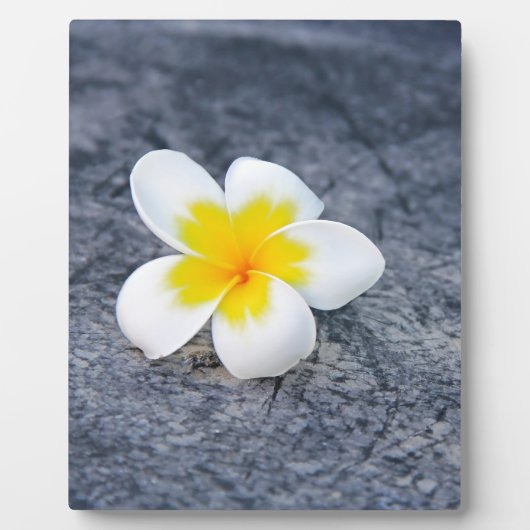 Plumeria's Fotoplaat (Voorkant)