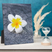 Plumeria's Fotoplaat (Zijkant)