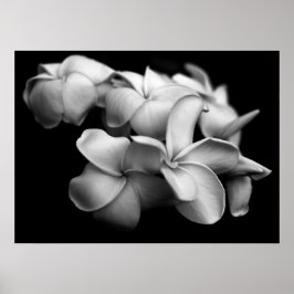 Plumerias in zwart-wit poster