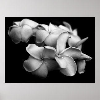 Plumerias in zwart-wit poster