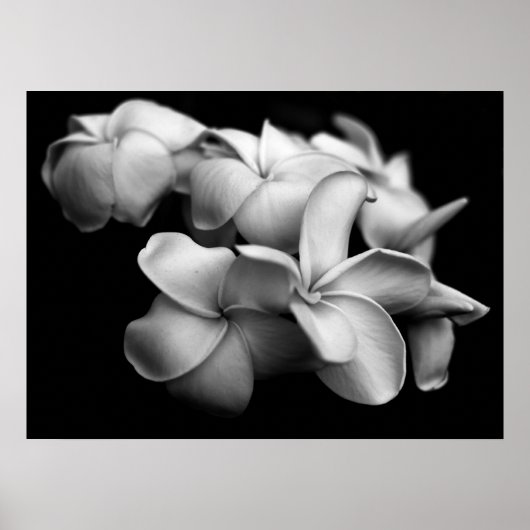 Plumerias in zwart-wit poster (Voorkant)