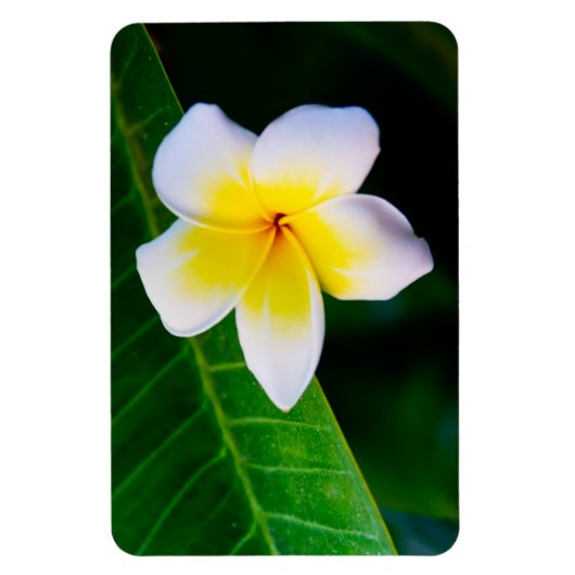 Plumeria's Magneet (Verticaal)