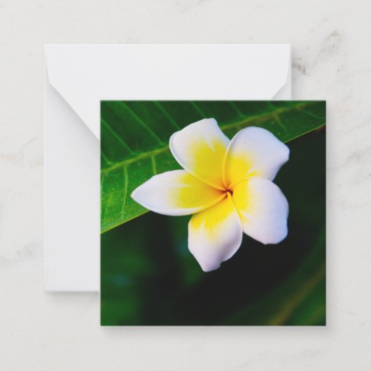 Plumeria's Notitiekaartje (Voorkant)