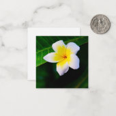 Plumeria's Notitiekaartje (Voorkant / Achterkant in situ)