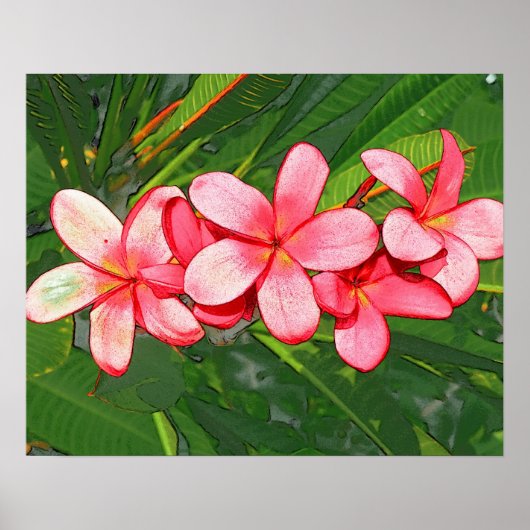 Plumeria's Poster (Voorkant)