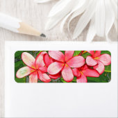 Plumerie Etiket (Insitu)