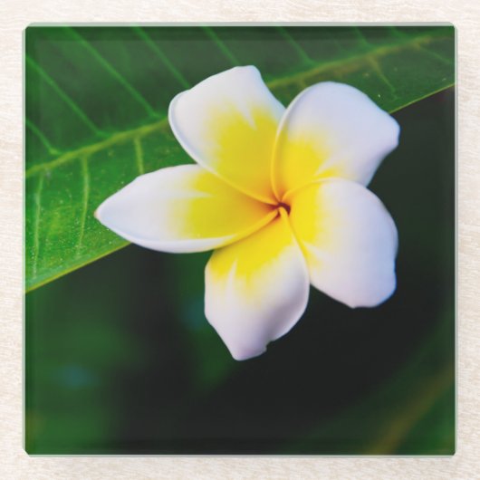 Plumerie Glazen Onderzetter (Voorkant)