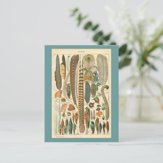  Plumes Briefkaart (Staand voorkant)