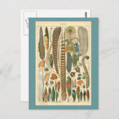  Plumes Briefkaart (Voorkant / Achterkant)