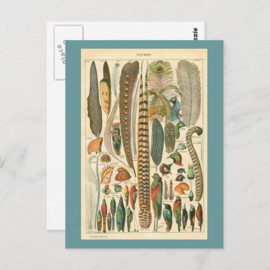 Plumes Briefkaart (Voorkant / Achterkant)