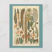  Plumes Briefkaart (Voorkant)