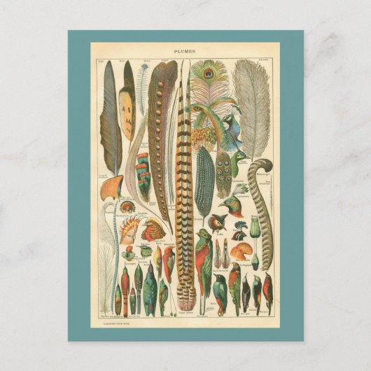  Plumes Briefkaart (Voorkant)