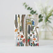 Plumes door Adolphe Millot Briefkaart (Staand voorkant)