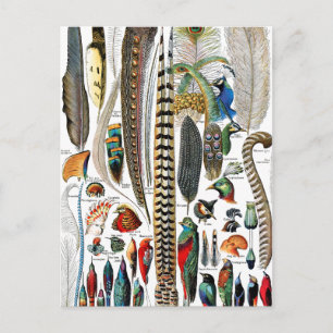 Plumes door Adolphe Millot Briefkaart