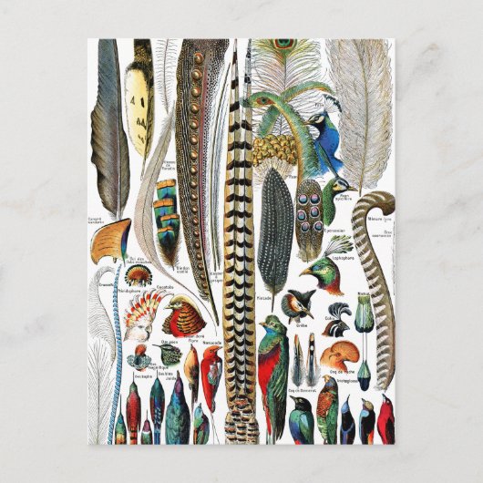 Plumes door Adolphe Millot Briefkaart (Voorkant)