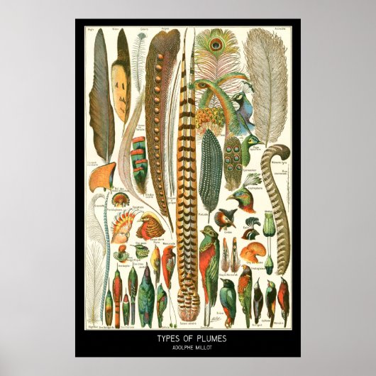 Plumes Poster (Voorkant)