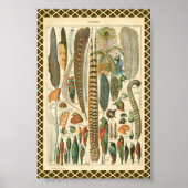  Plumes Poster (Voorkant)