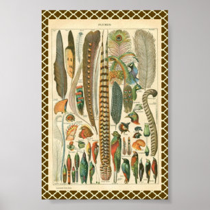  Plumes Poster