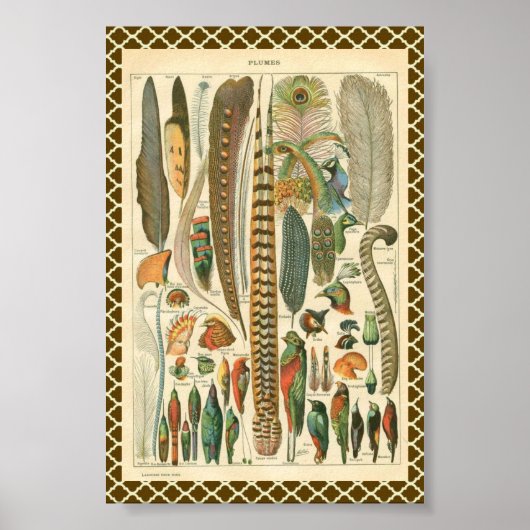  Plumes Poster (Voorkant)