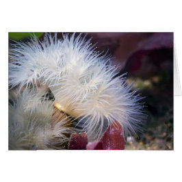 Plumose Anemone - Card