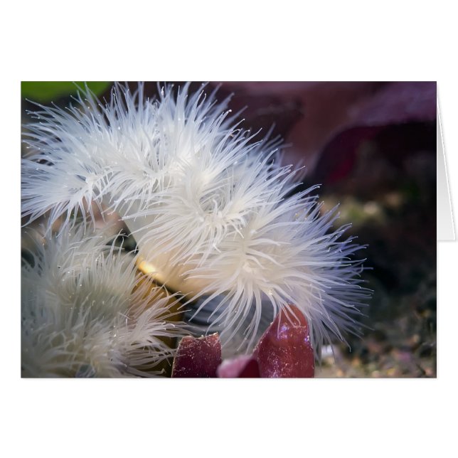 Plumose Anemone - Card (Voorkant Horizontaal)
