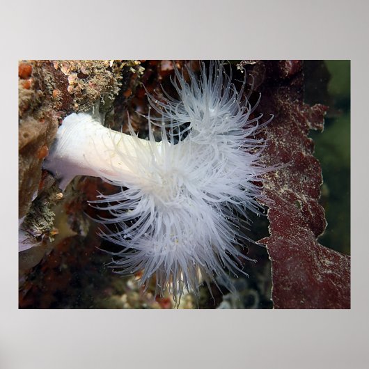 Plumose Anemone (Metridium farcimen) - Fine Art Poster (Voorkant)
