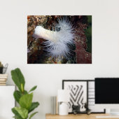 Plumose Anemone (Metridium farcimen) - Fine Art Poster (Thuiskantoor)