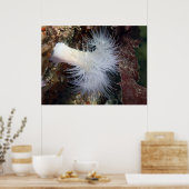 Plumose Anemone (Metridium farcimen) - Fine Art Poster (Keuken)