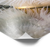 Plumose Anemone - mooie foto Afdruk (Hoek)