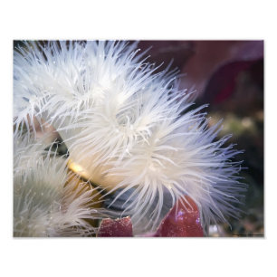 Plumose Anemone - mooie foto Foto Afdruk