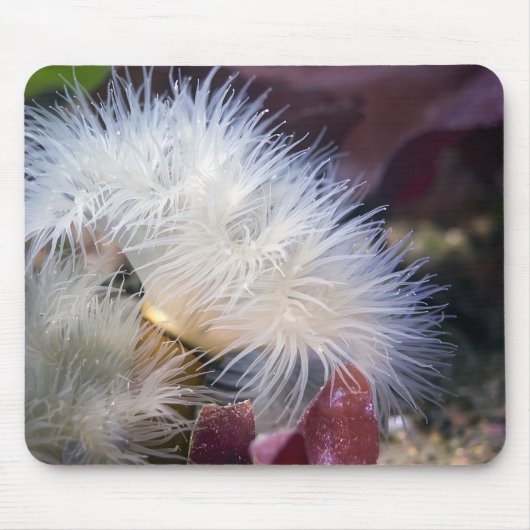Plumose Anemone - Mousepad Muismat (Voorkant)