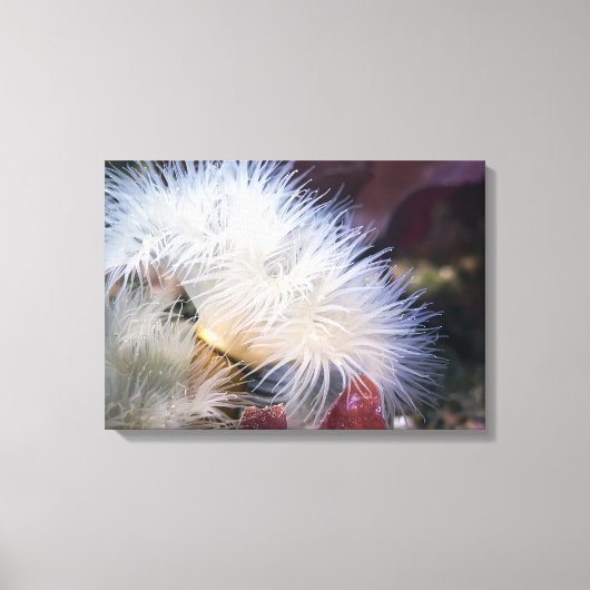 Plumose Anemone - Wrapped Canvas Afdruk (Voorkant)