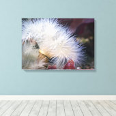 Plumose Anemone - Wrapped Canvas Afdruk (Insitu (Houten vloer))