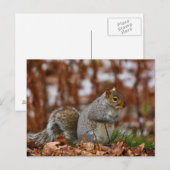Plump Eastern Grey Squirrel Briefkaart (Voorkant / Achterkant)