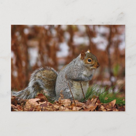 Plump Eastern Grey Squirrel Briefkaart (Voorkant)