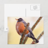 Plump Robin Briefkaart (Voorkant / Achterkant)