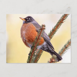 Plump Robin Briefkaart