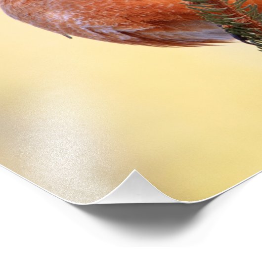 Plump Robin Foto Afdruk (Hoek)