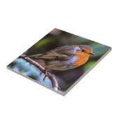 Plump Robin Perched on a Branch Wildlife Art Tegeltje (Zijkant)