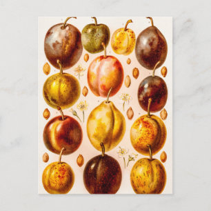  Plums Antiek plum Fruit Illustration Briefkaart