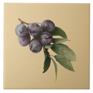 Plums Botanical~Kitchen ~Pick Any Color Background Tegeltje
