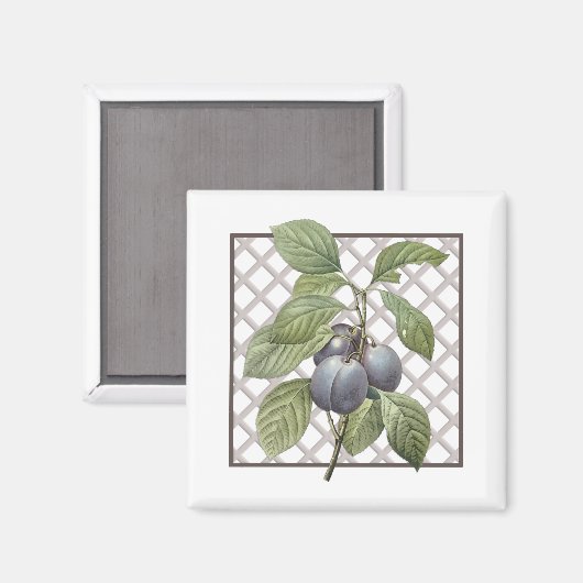 PLUMS MAGNEET (Voorkant / Achterkant)