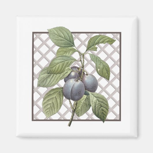 PLUMS MAGNEET (Voorkant)